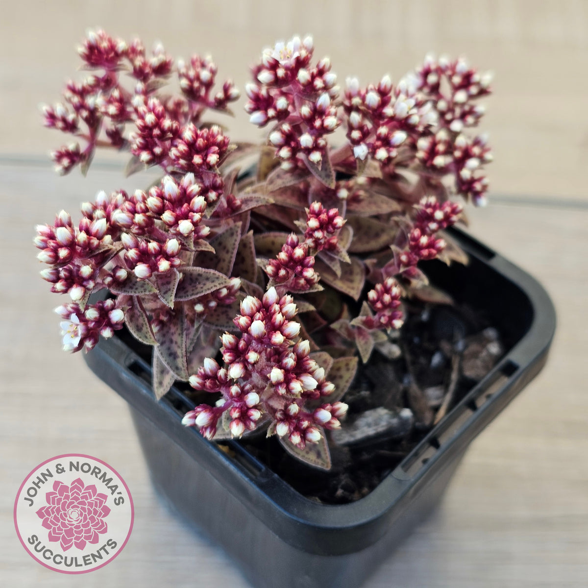 Crassula exilis ssp. cooperi