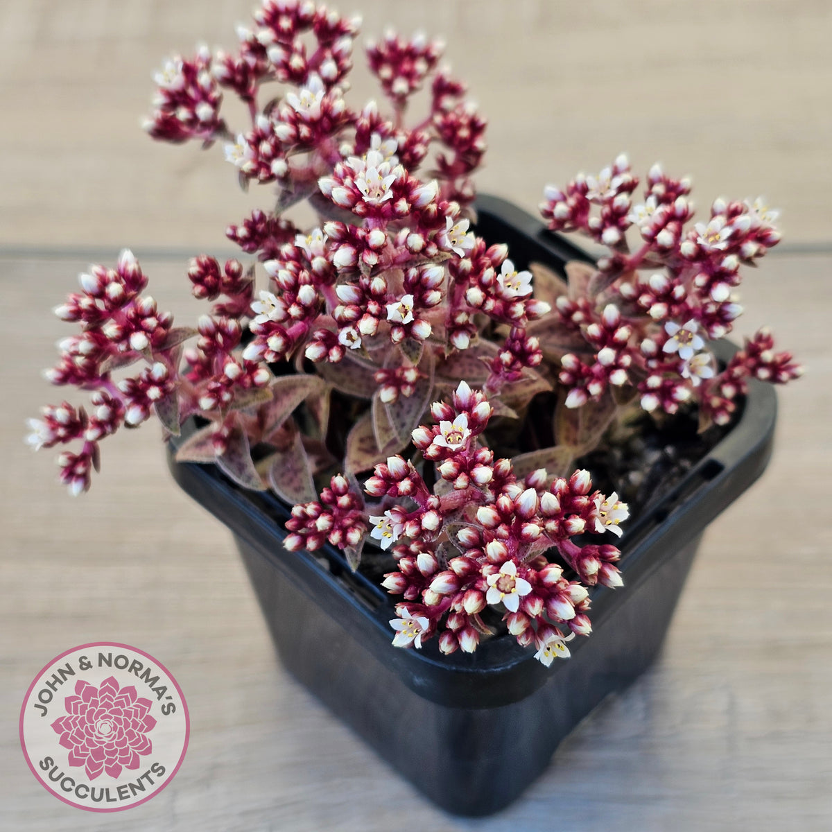 Crassula exilis ssp. cooperi