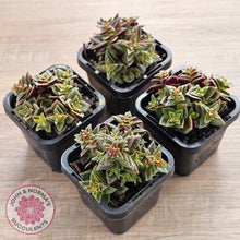 Load image into Gallery viewer, Crassula exilis ssp. cooperi
