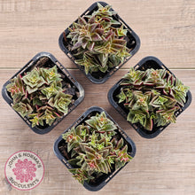 Load image into Gallery viewer, Crassula exilis ssp. cooperi