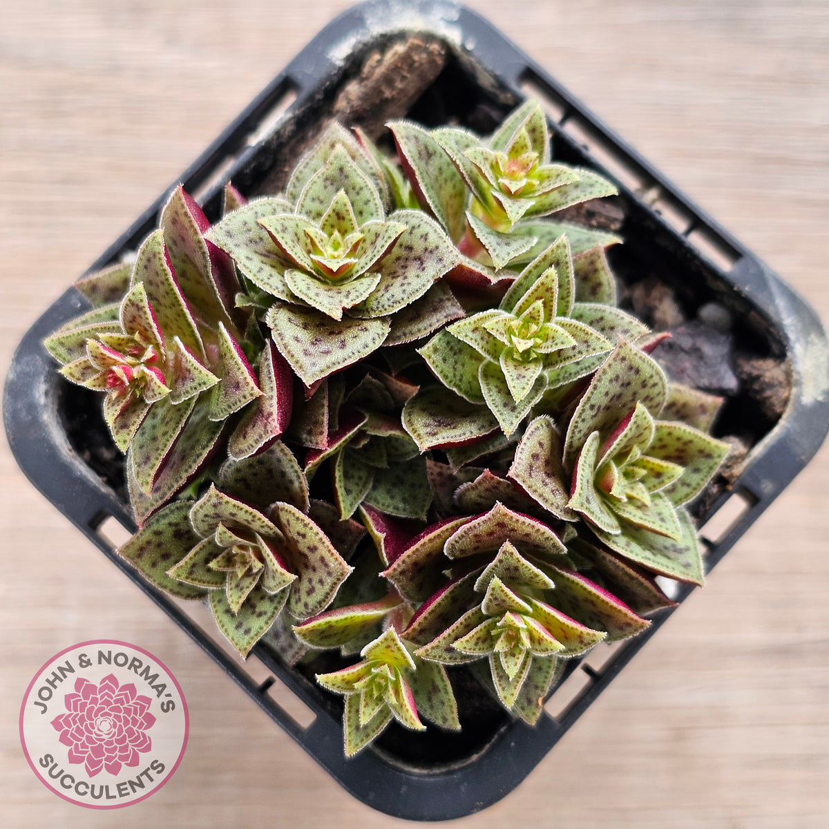 Crassula exilis ssp. cooperi