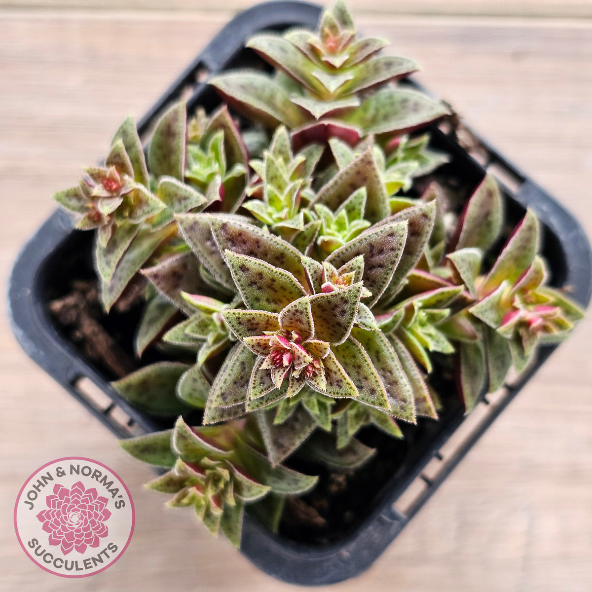 Crassula exilis ssp. cooperi