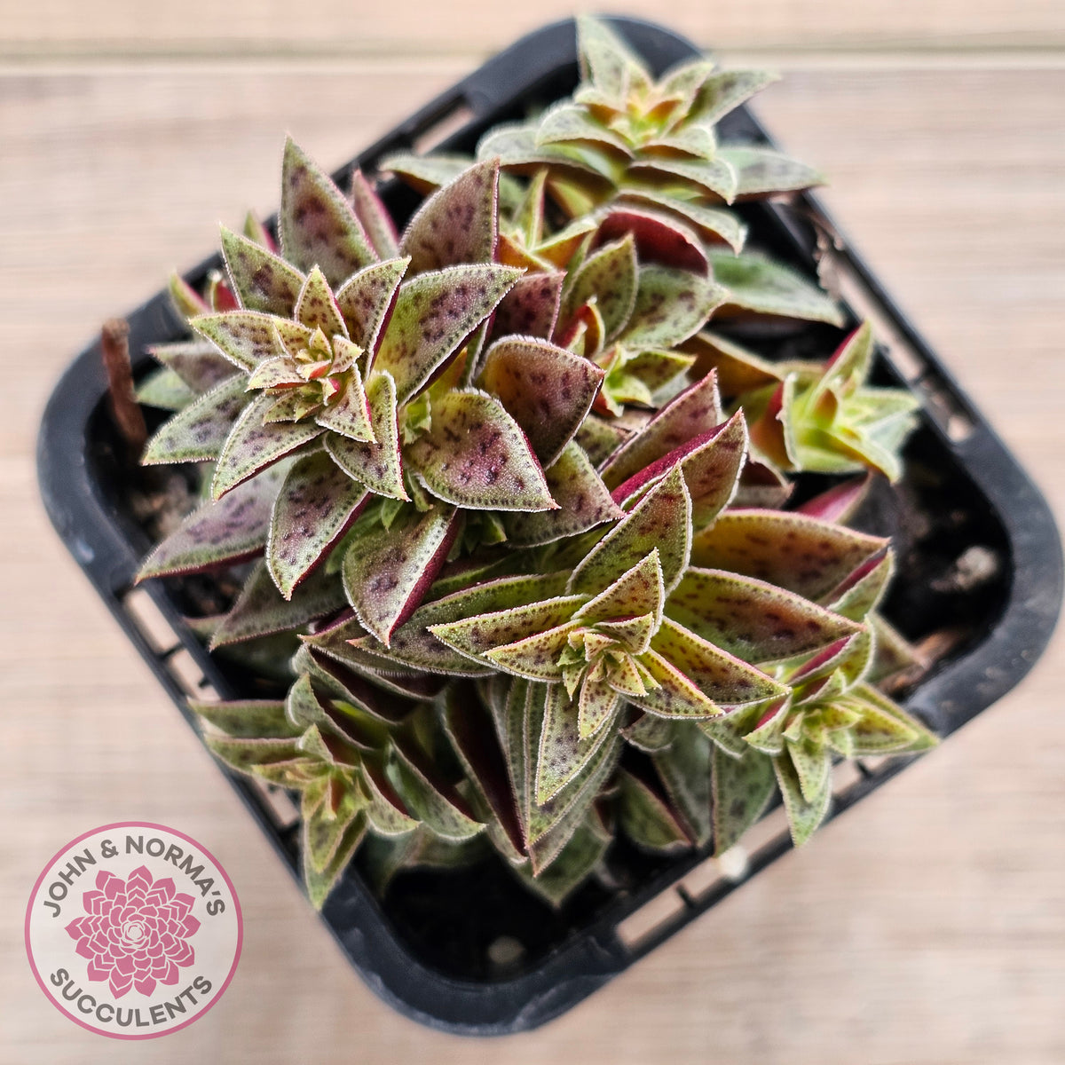 Crassula exilis ssp. cooperi