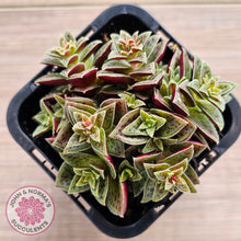 Load image into Gallery viewer, Crassula exilis ssp. cooperi