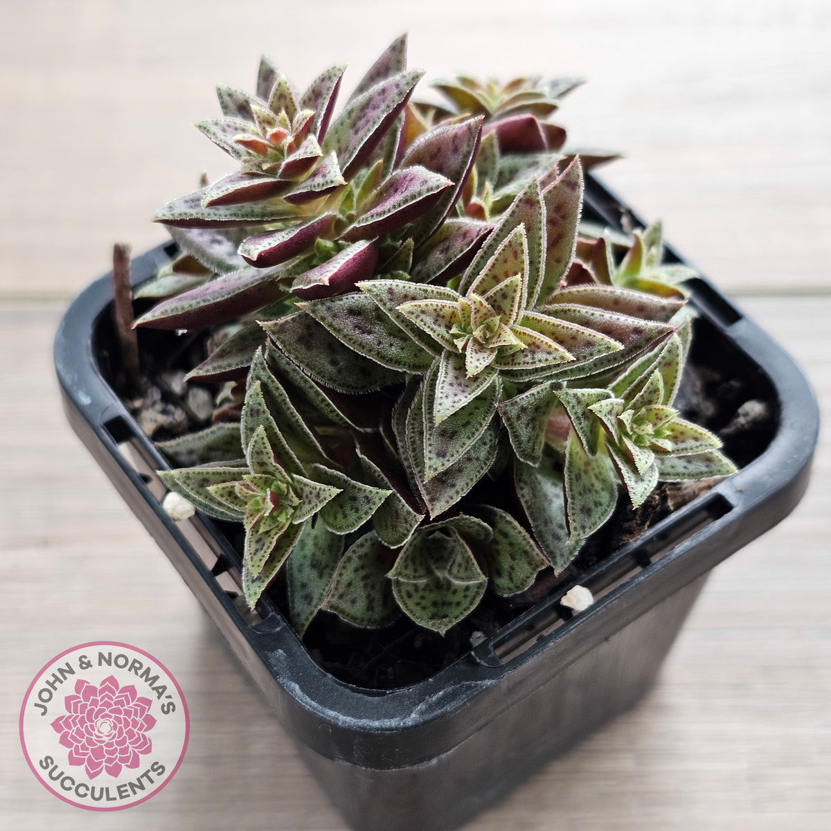 Crassula exilis ssp. cooperi