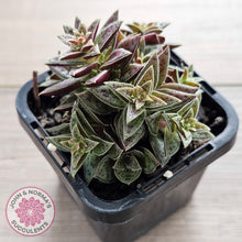 Load image into Gallery viewer, Crassula exilis ssp. cooperi