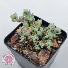 Load image into Gallery viewer, Crassula lanuginosa var. pachystemon