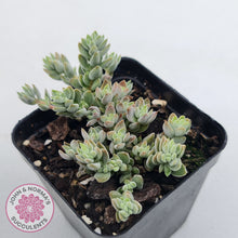 Load image into Gallery viewer, Crassula lanuginosa var. pachystemon