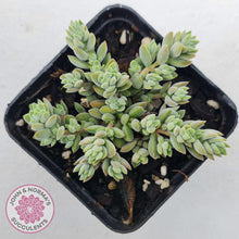 Load image into Gallery viewer, Crassula lanuginosa var. pachystemon