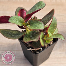 Load image into Gallery viewer, Crassula multicava 'Purple Dragon'