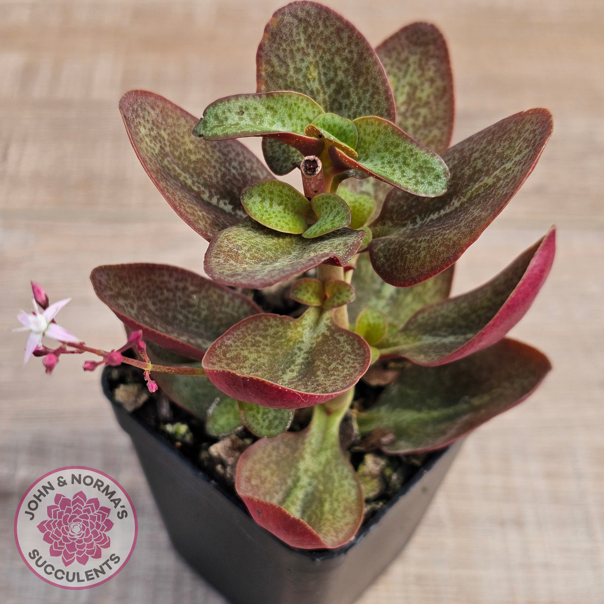 Crassula multicava 'Purple Dragon'