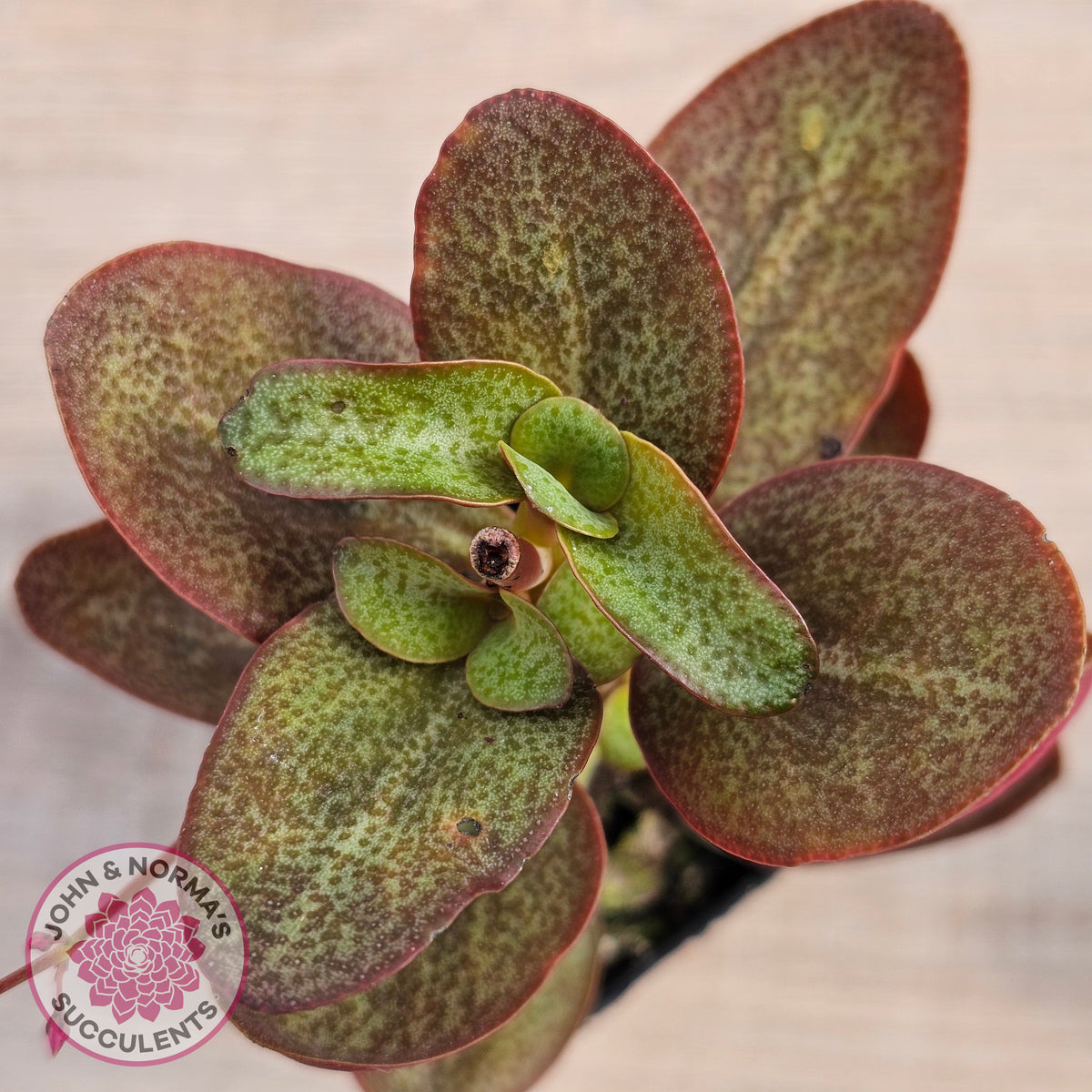 Crassula multicava 'Purple Dragon'