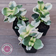Load image into Gallery viewer, Crassula multicava Variegated