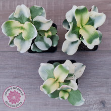 Load image into Gallery viewer, Crassula multicava Variegated
