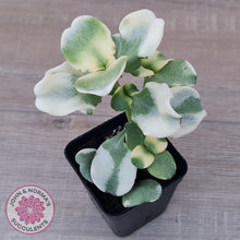 Load image into Gallery viewer, Crassula multicava Variegated