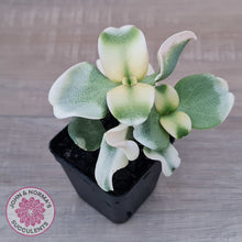 Load image into Gallery viewer, Crassula multicava Variegated