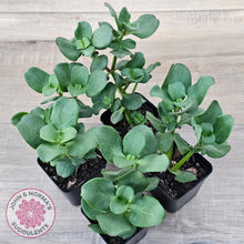 Load image into Gallery viewer, Crassula multicava - John & Norma's Succulents Australia