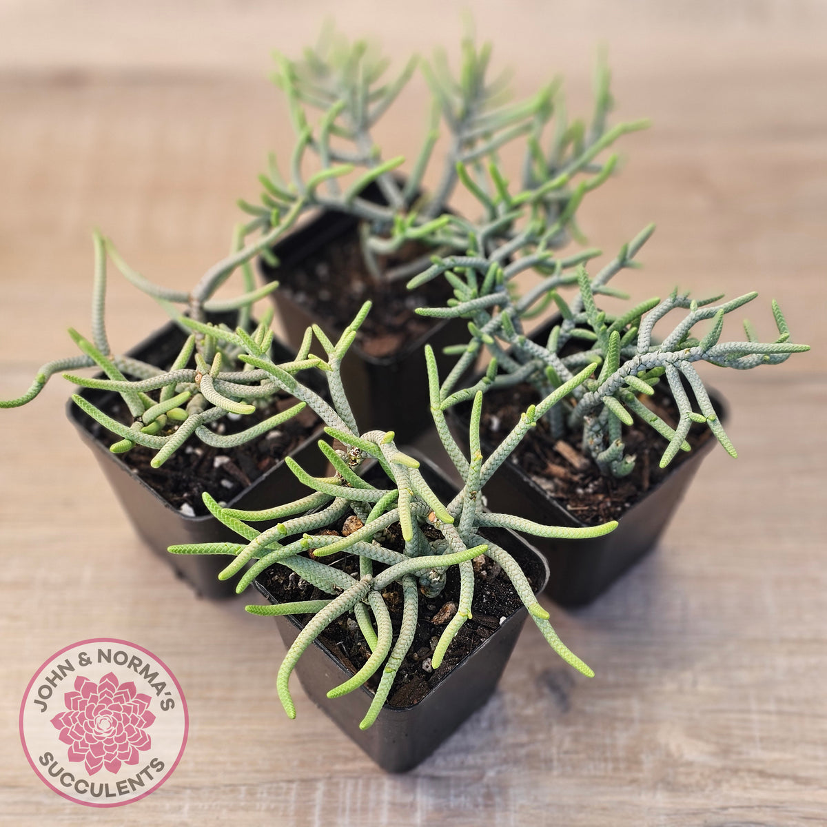 Crassula muscosa 'Green Snake'