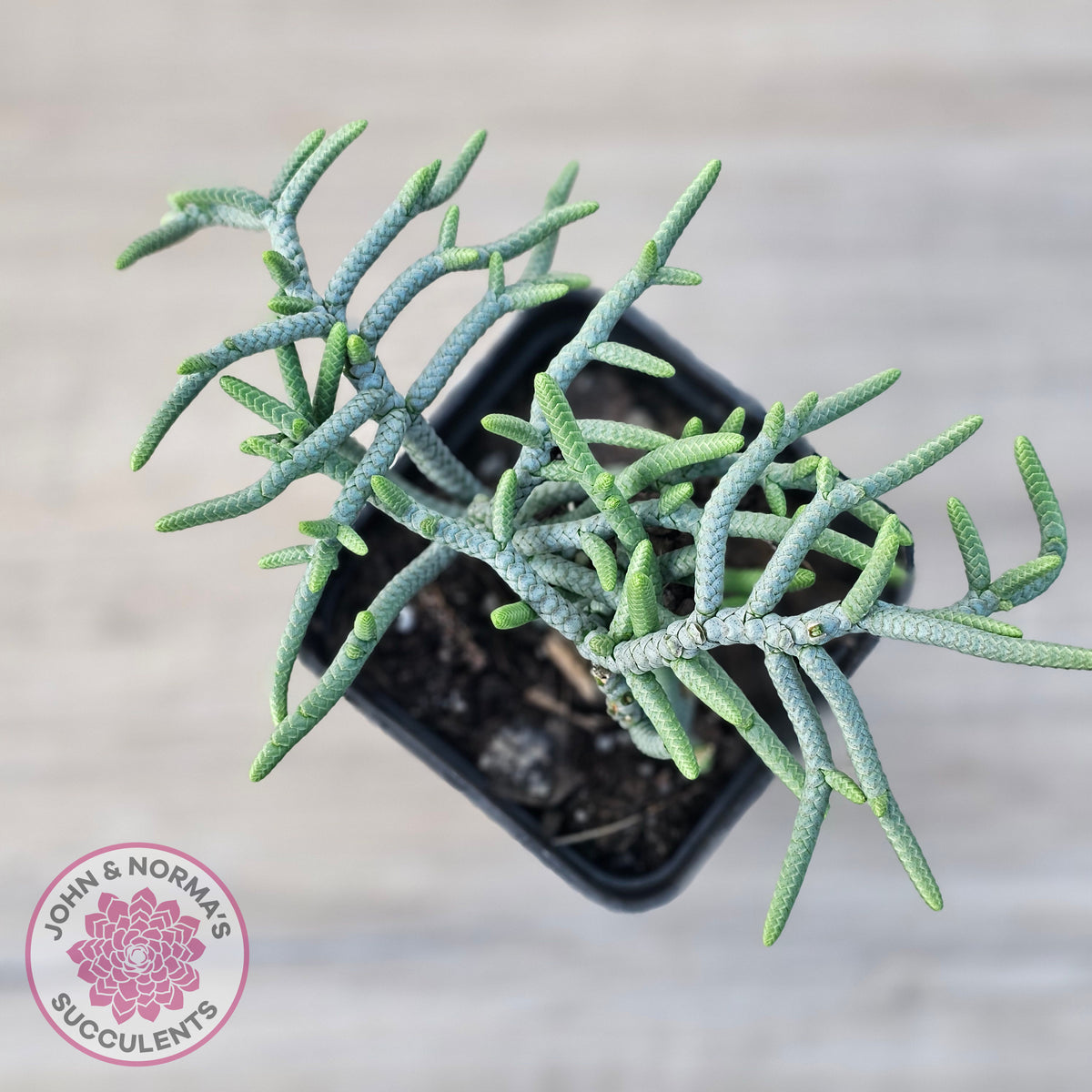 Crassula muscosa 'Green Snake'