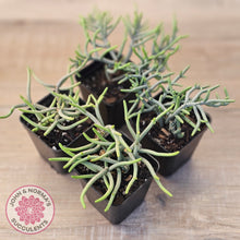 Load image into Gallery viewer, Crassula muscosa 'Green Snake'
