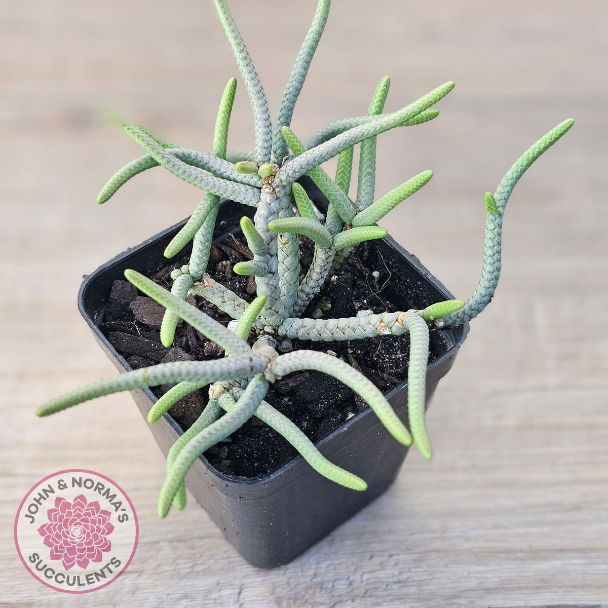 Crassula muscosa 'Green Snake'
