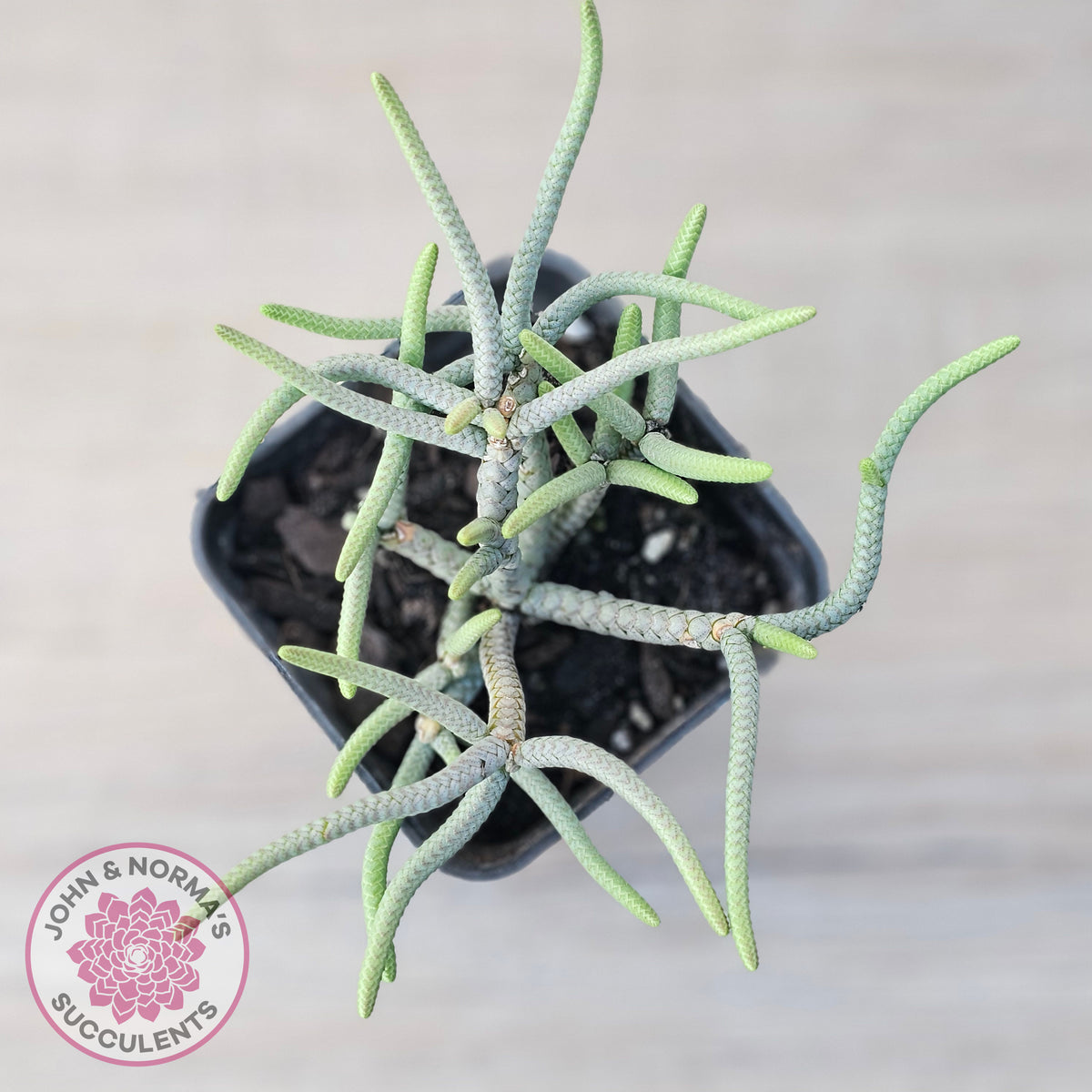 Crassula muscosa 'Green Snake'