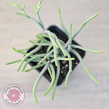 Load image into Gallery viewer, Crassula muscosa 'Green Snake'