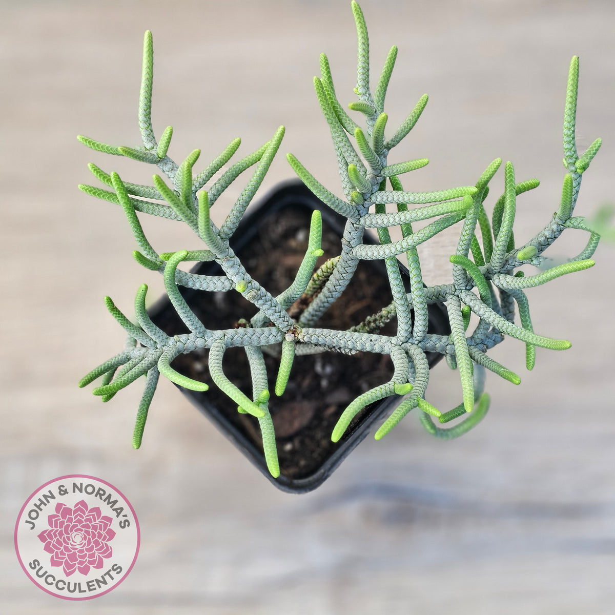 Crassula muscosa 'Green Snake'