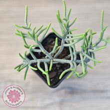 Load image into Gallery viewer, Crassula muscosa 'Green Snake'
