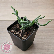 Load image into Gallery viewer, Crassula muscosa 'Green Snake' - John & Norma's Succulents Australia