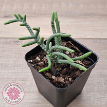 Load image into Gallery viewer, Crassula muscosa 'Green Snake' - John & Norma's Succulents Australia