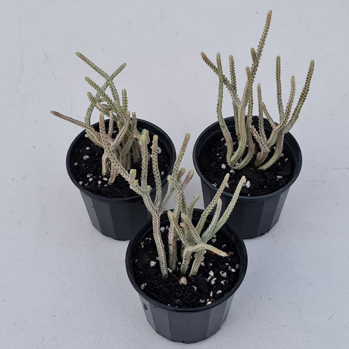 Crassula muscosa variegata