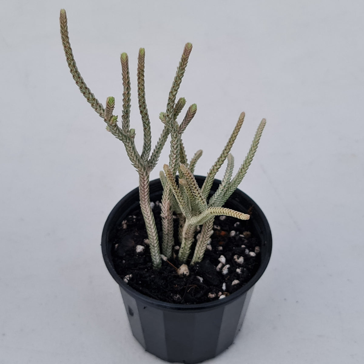 Crassula muscosa variegata