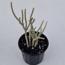 Load image into Gallery viewer, Crassula muscosa variegata