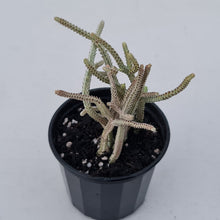 Load image into Gallery viewer, Crassula muscosa variegata