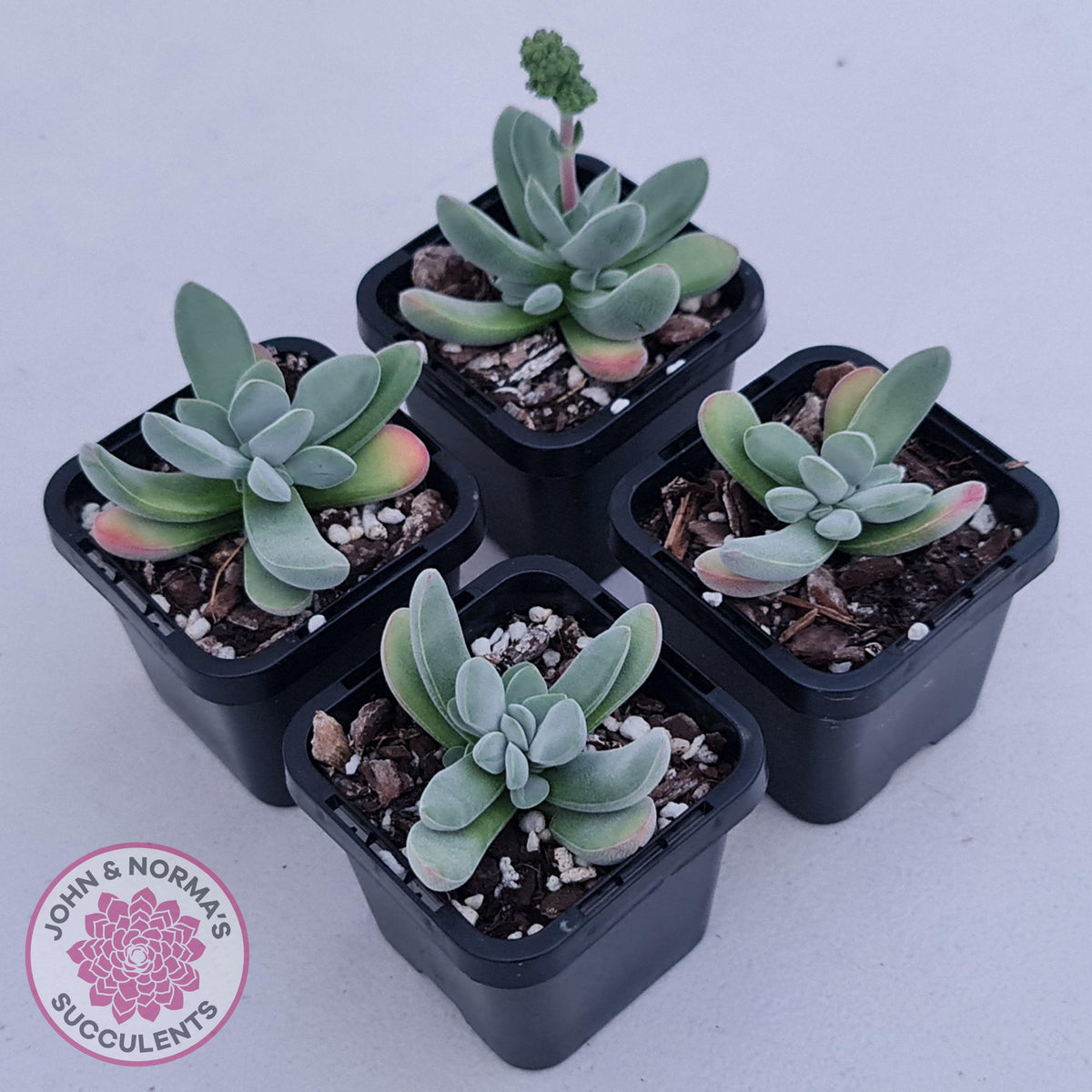 Crassula namaquensis hybrid