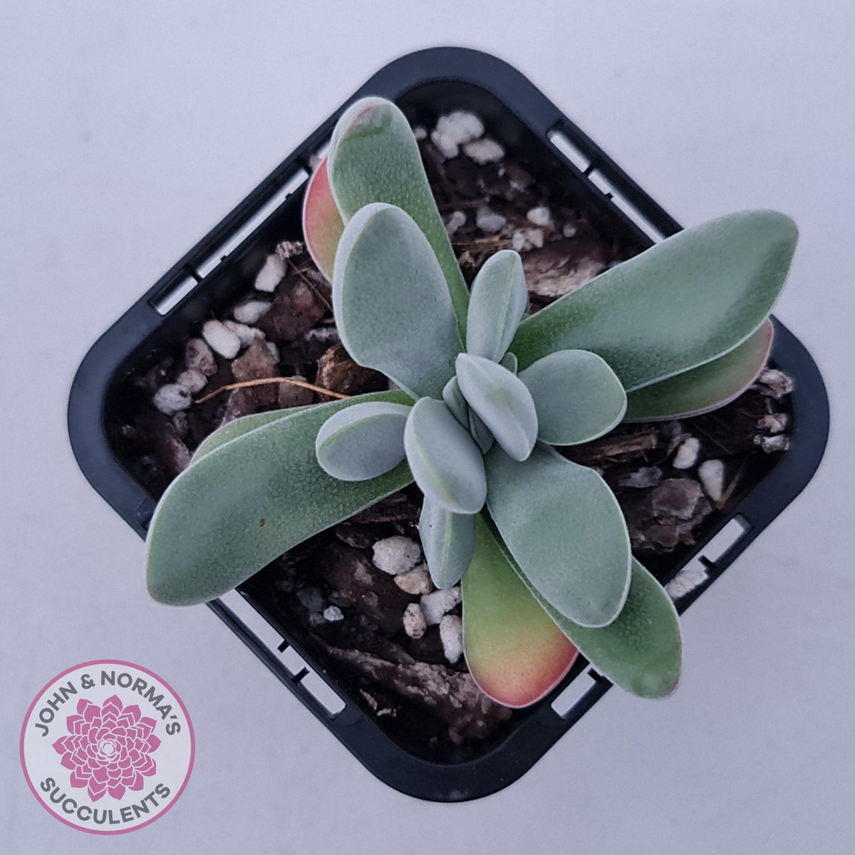 Crassula namaquensis hybrid