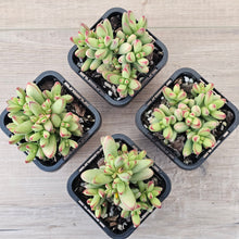 Load image into Gallery viewer, Crassula nudicaulis var. herrei