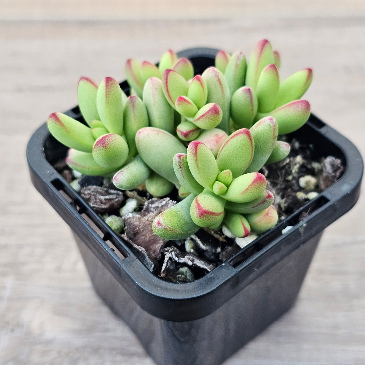 Crassula nudicaulis var. herrei