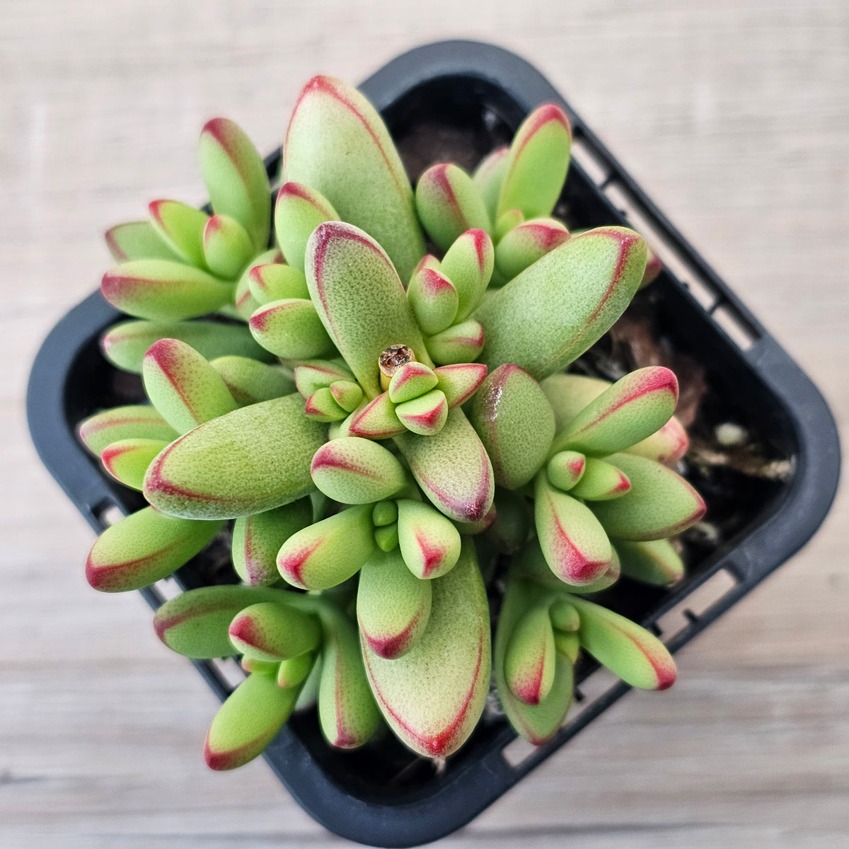 Crassula nudicaulis var. herrei
