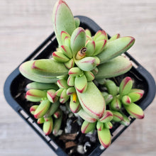 Load image into Gallery viewer, Crassula nudicaulis var. herrei