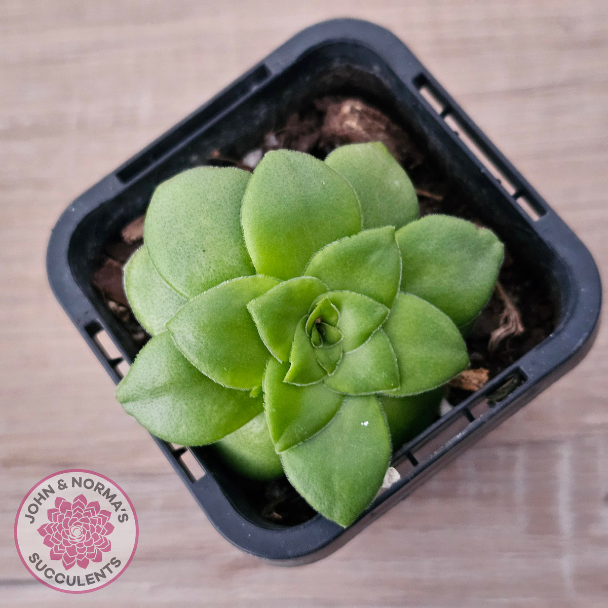 Crassula orbicularis