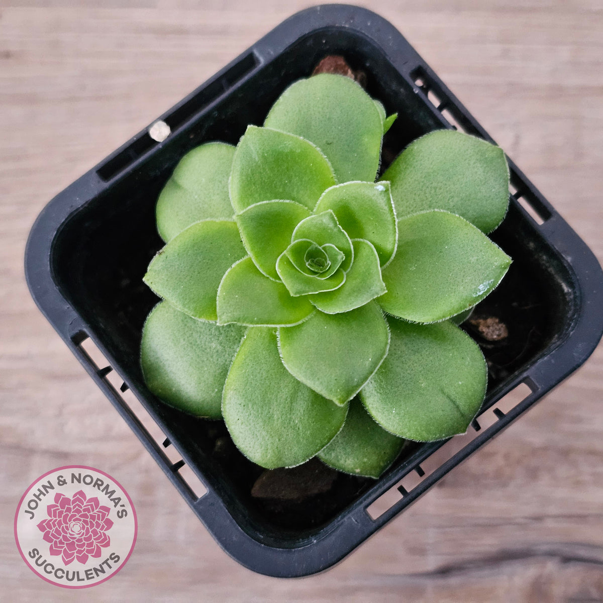 Crassula orbicularis