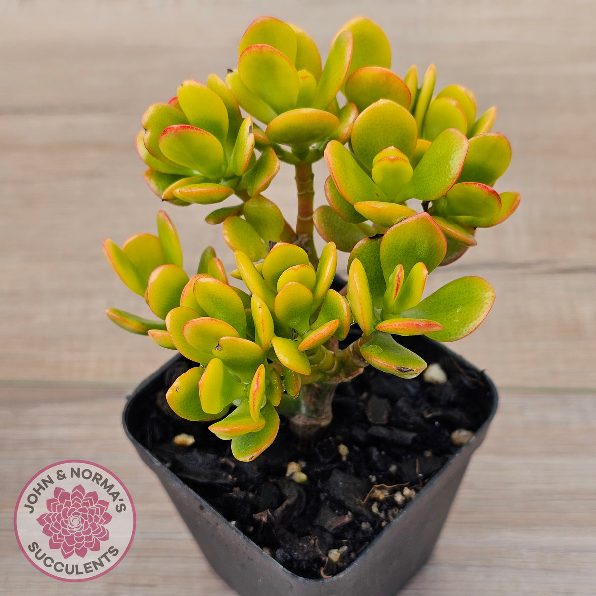 Crassula ovata 'Autumn Glow'