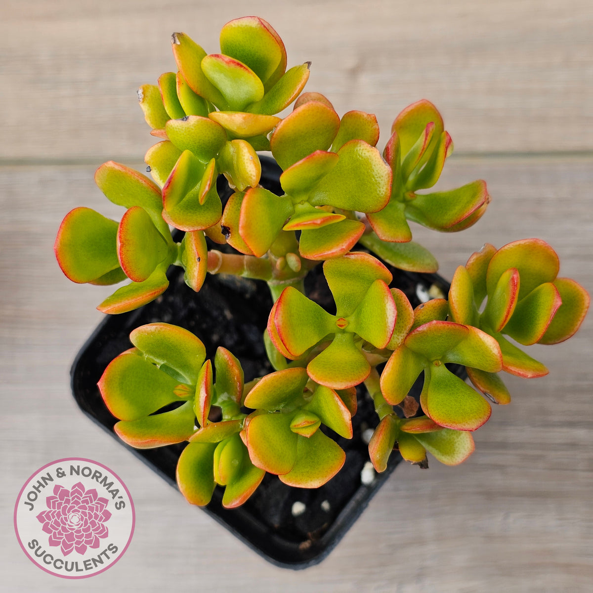 Crassula ovata 'Autumn Glow'