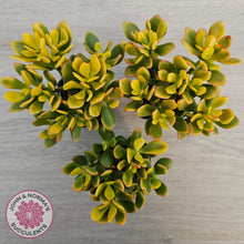 Load image into Gallery viewer, Crassula ovata 'Autumn Glow'
