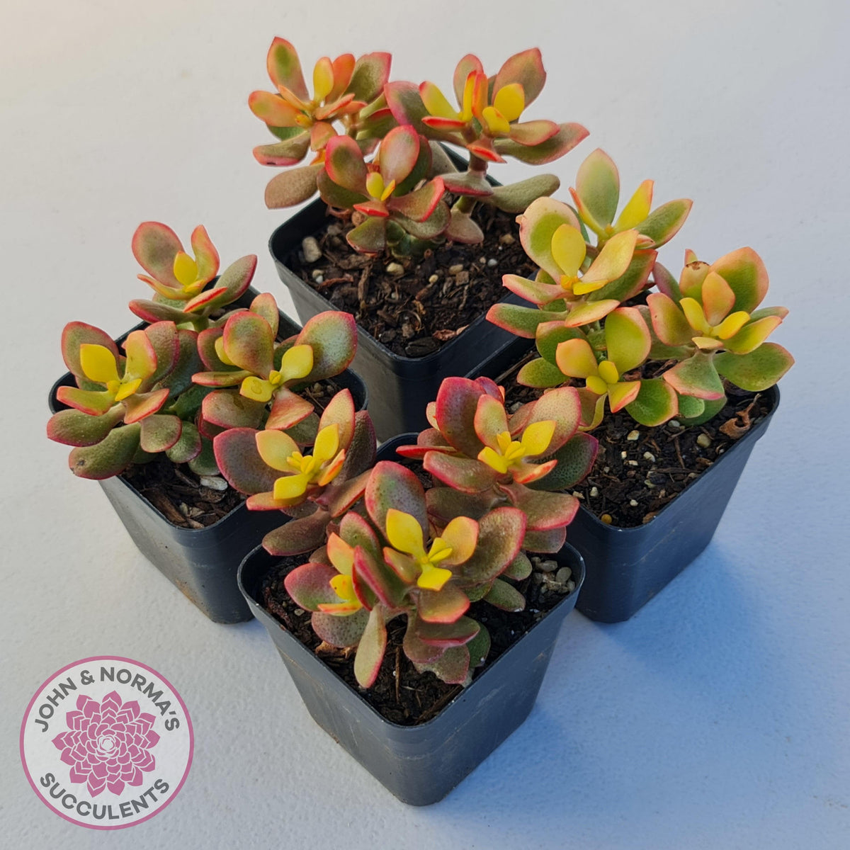 Crassula ovata 'Autumn Glow'