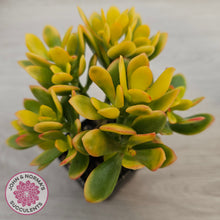 Load image into Gallery viewer, Crassula ovata 'Autumn Glow'