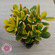 Load image into Gallery viewer, Crassula ovata 'Autumn Glow'