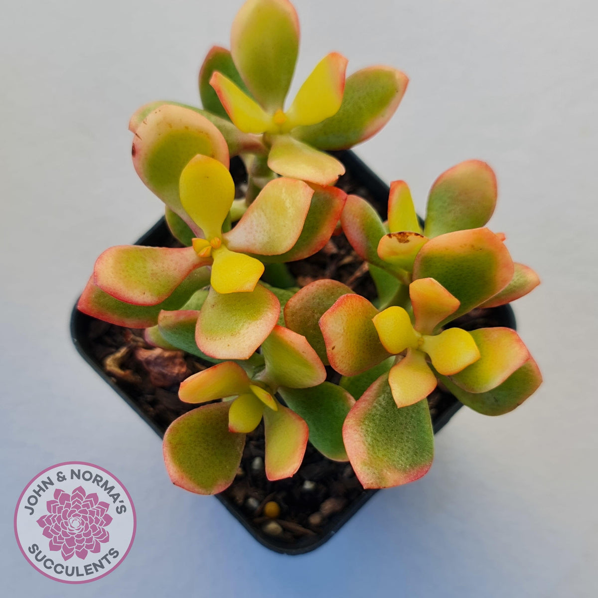 Crassula ovata 'Autumn Glow'